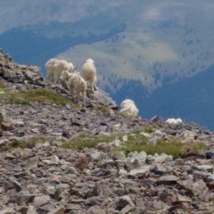 Quandary Peak (49).jpg